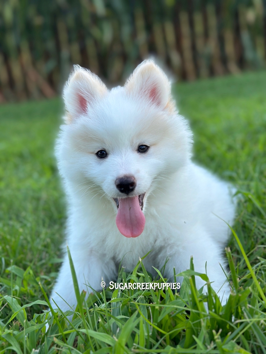 Sammy